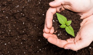 盆栽土壤里生虫怎么办（花盆土壤里生虫怎么办）-九图集