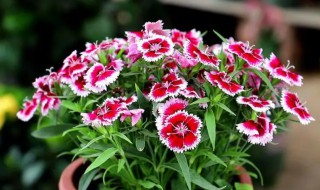 石竹的营养价值 石竹的药用价值