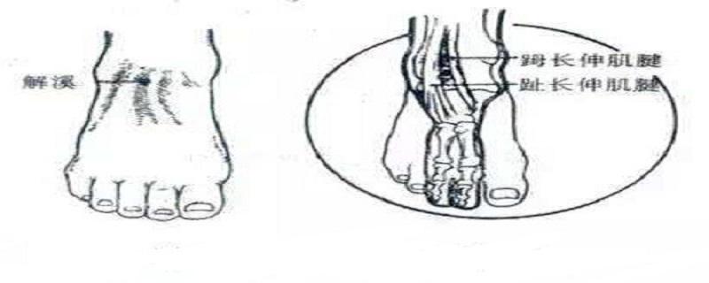 解溪的作用与好处 解溪的神奇功效 美容