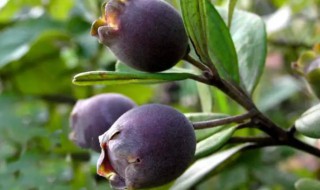 乌饭子的营养价值（乌饭有什么营养）-九图集