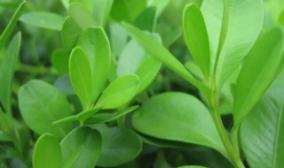 四季青的营养价值(四季青的作用)-九图集