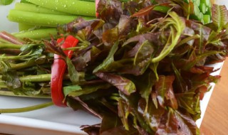 香椿可以和牛肉一起吃吗（牛肉可以跟香椿一起吃吗）