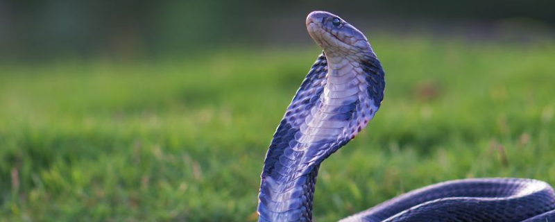 蛇的窝叫什么 蛇窝子是啥-九图集