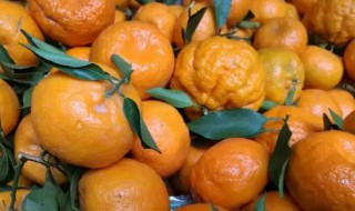 椪柑有点苦是怎么回事（椪柑都是有点酸吗）-九图集