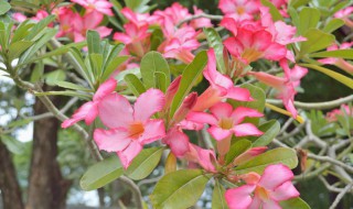 牵牛花发芽到开花需要多长时间（牵牛花过几天发芽）-九图集