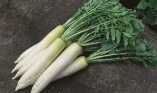 白萝卜缨子有什么功效 白萝卜缨子有什么功效和作用-九图集