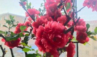 夏天木本海棠能换盆吗 海棠怎么换盆-九图集