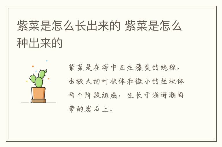 紫菜是怎么长出来的 紫菜是怎么种出来的