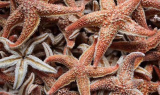 海星的营养价值 海星的营养价值高吗-九图集