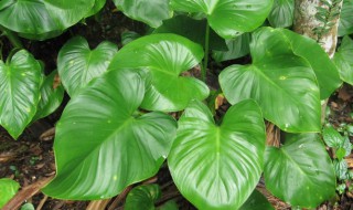 千年健的营养价值（千年健的药用价值和功效）