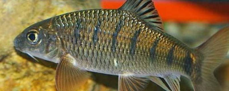 西沙群岛的海里还会有哪些好看的鱼(西沙群岛的海里还会有哪些好看的鱼呢有的有的有的造句)-九图集