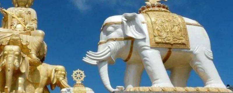 白色的大象为什么不能看 大象视频不能看是什么原因