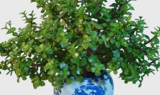 怎么养盆栽的常青树 常青树如何养