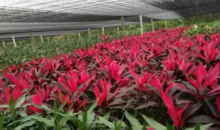 红色富贵竹是不是叫朱蕉 红朱蕉和富贵竹