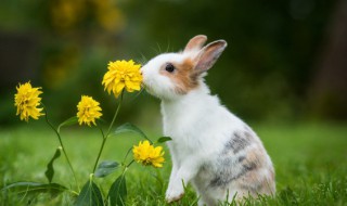 怎样清洗兔子的污渍 兔子弄脏怎么洗-九图集