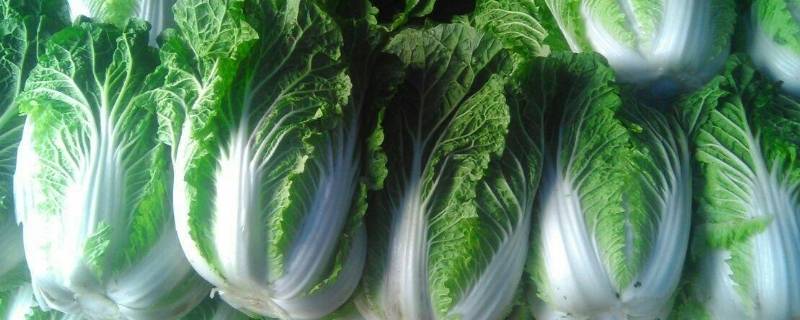 大白菜怎么保存时间长（大白菜怎么保存时间长冬天）