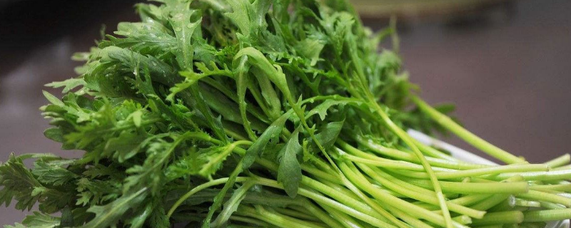 皇帝菜是什么菜 帝王菜是什么菜-九图集