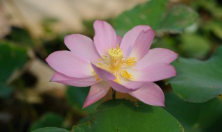 荷花盆栽技巧(荷花盆栽方法)-九图集