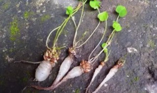三叶草水晶萝卜的功效有哪些（哪种三叶草才有水晶萝卜）-九图集