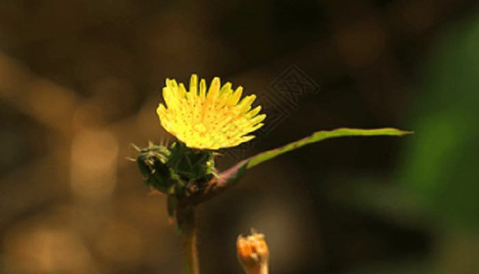 君子兰的养护方法 君子兰如何养护