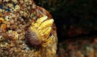 佛手螺的功效与作用（佛手海螺的功效与作用）-九图集