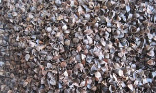 荞麦皮怎么清洗（枕头里的荞麦皮怎么清洗）