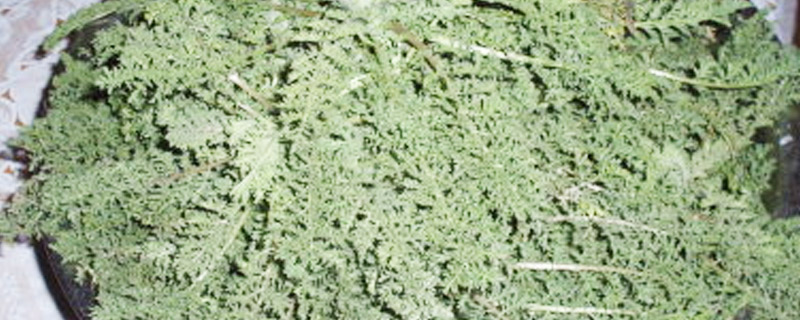 米米蒿的功效与作用 米米蒿有哪些功效作用