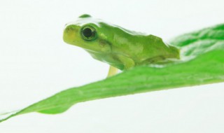 青蛙养殖需要什么条件 青蛙的养殖技术及方法