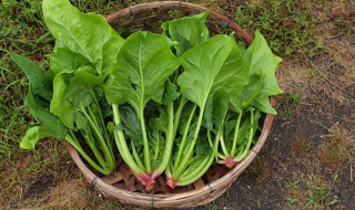 菠菜能和西红柿鸡蛋一起吃吗(菠菜能不能和西红柿鸡蛋一起吃吗)-九图集