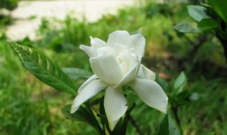 栀子的营养价值 栀子的营养价值表