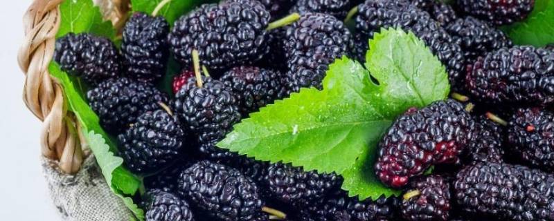 桑葚不能用什么盛放(桑葚放在什么地方保存)