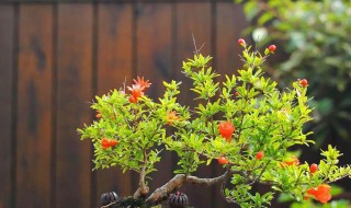 石榴盆栽什么时候开花(盆栽石榴花什么时候开花)-九图集