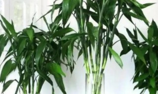 富贵竹能用瓷瓶养吗 富贵竹用可以用陶瓷瓶养吗?-九图集