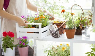 有种盆栽叫什么蓉的根比较粗（根特别粗的叫什么盆景）