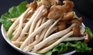 茶树菇泡多久有毒（茶树菇浸泡几天有毒吗）