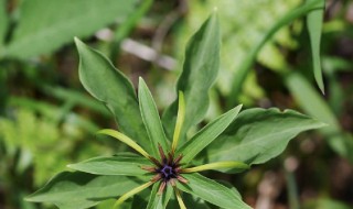 中药重楼的功效与作用(中药重楼的功效与作用是什么)