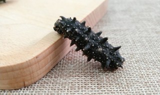 海参哪些人不宜吃海参（有哪些人不宜吃海参）