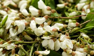 槐花的营养价值(槐花的营养价值与食用功效)-九图集