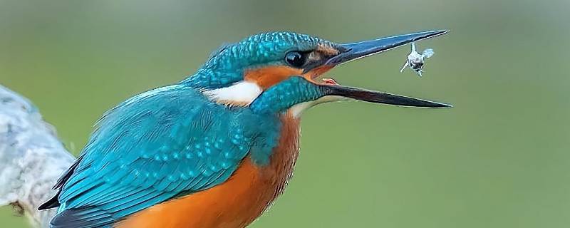 保护翠鸟的环保标语（保护翠鸟的环保标语怎么写）-九图集