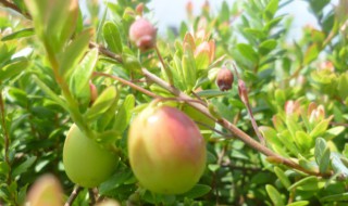 蔓越莓是热性还是凉性 蔓越莓是热性还是凉性食物