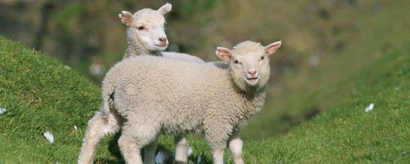 羊怎么叫的 羊怎么叫的声音-九图集