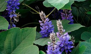 葛花的营养价值 葛花的营养成分-九图集