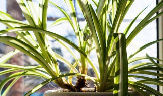 金边兰怎么养殖方法和注意事项（金边兰如何栽种）-九图集