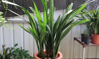 墨兰夏天怎么浇水（墨兰夏天怎么浇水和养护）