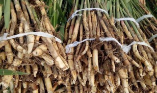 芦苇根哪些人不能吃（芦苇根可以直接吃吗）