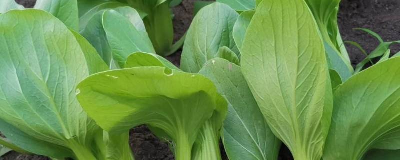 立冬可以种什么菜 立冬可以种什么菜?