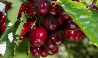 车厘子热量高吗(车厘子热量高吗适当减肥)