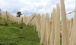 丝瓜络的营养价值（丝瓜络的营养价值和药用价值）-九图集