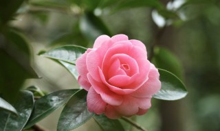 盆栽的栀子花可以吃吗 栀子花可以吃吗?