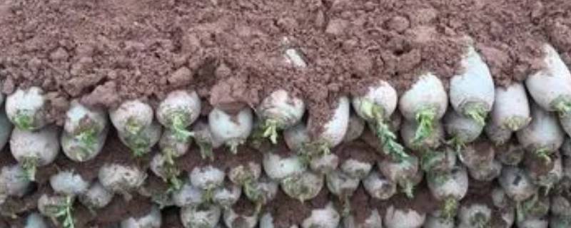 怎样保存萝卜（怎样保存萝卜干不变色）-九图集